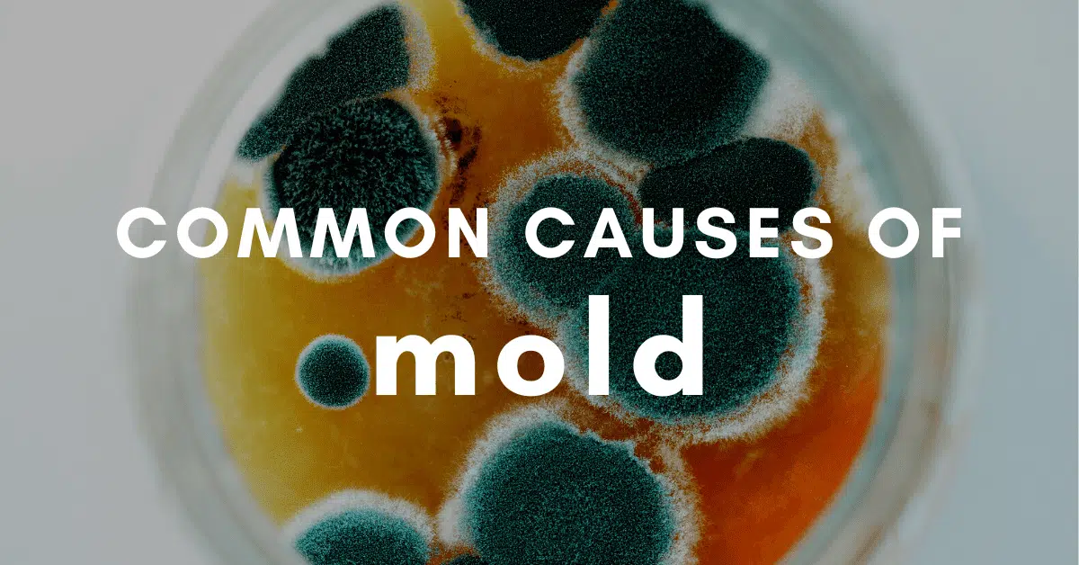 what causes mold indoors