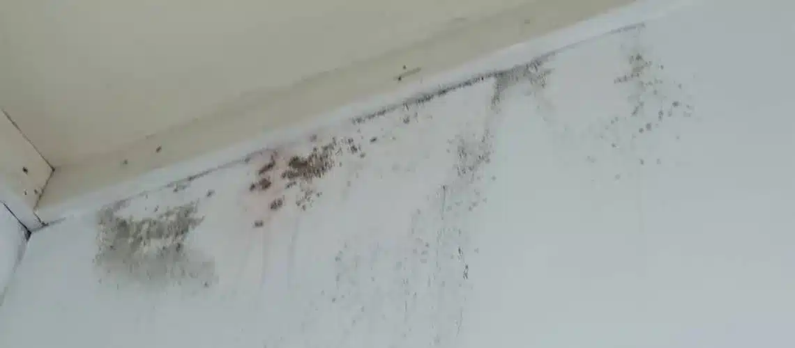 Mold in Rental Properties Maine